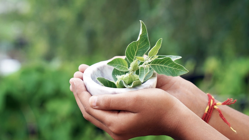 Ashwagandha 101: Ancient Wisdom Backed by Science